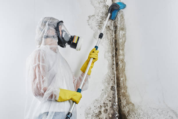 Mold Removal Process in Albany, OR