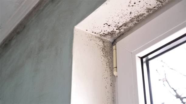 Best Mold Cleaning Services  in Albany, OR
