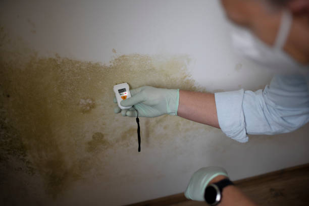 Best Local Mold Removal Service  in Albany, OR