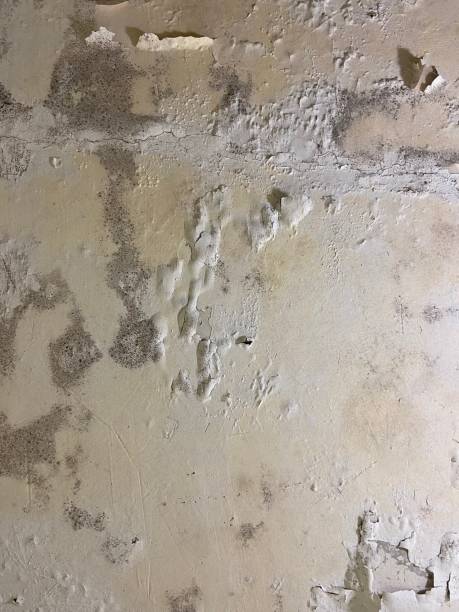 Best Mold Damage Repair  in Albany, OR
