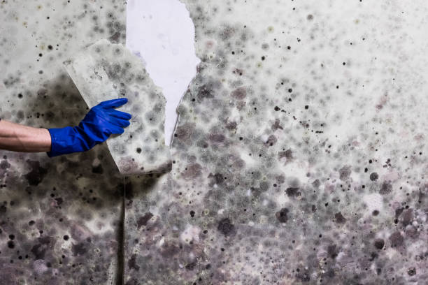 Best Emergency Mold Removal  in Albany, OR