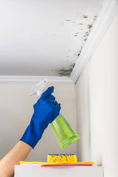Best Black Mold Removal  in Albany, OR