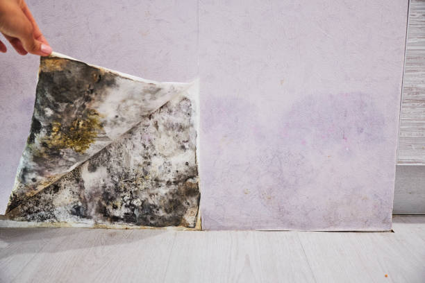 Best Mold Removal Process  in Albany, OR